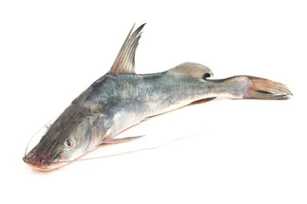 Aar Fish (Ganga) - 750 Grams