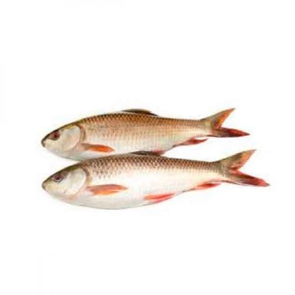 Janto Ruhi Mach- Cut Pic (Mid Size) - 1 Pic, 800-950 GM