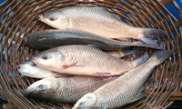 Janto Ruhi- Cut Pic (Big Size) - 3 Pic, 1.3KG-1.5 KG