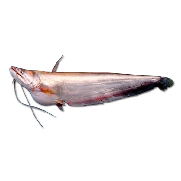 Boal Fish - With Head - 1 KG