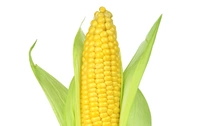Corn Cob (Bhutta) - 2 Pic
