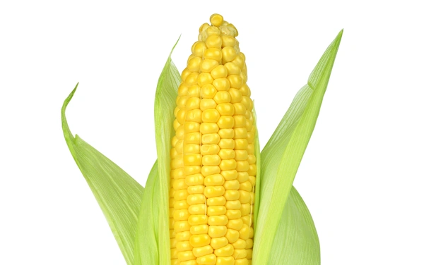 Corn Cob (Bhutta) - 2 Pic
