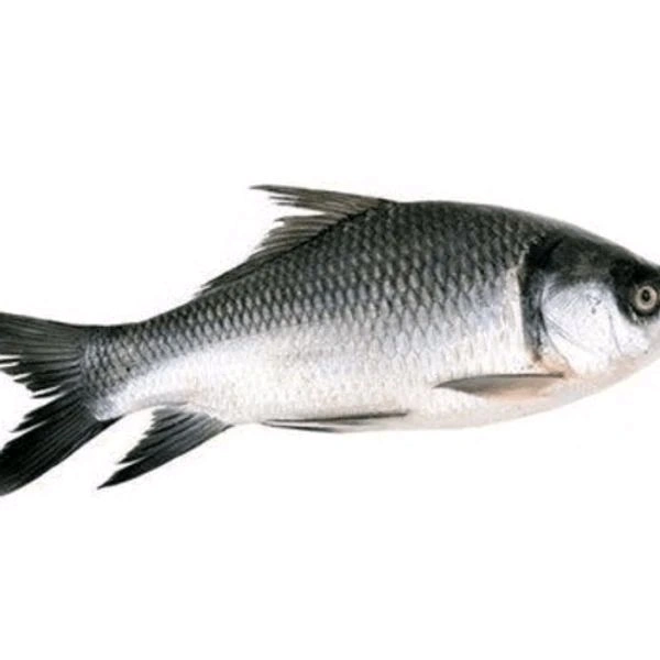 Janto Katla With Head - 2 KG