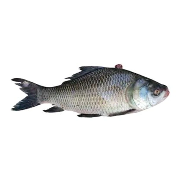 Katla Fish (With Head & Tail) - 1.2 Kg- 1.3 Kg