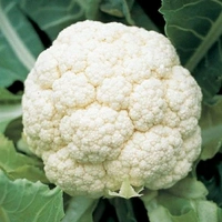 Cauliflower (Fulkopi) - 3 Pic