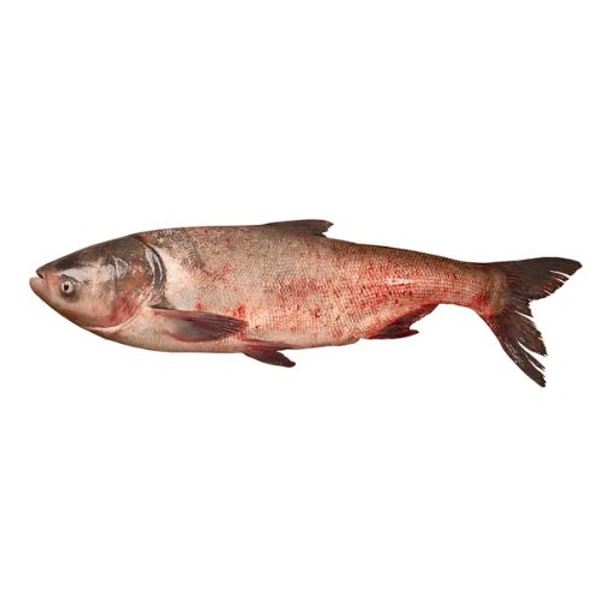 Silver Carp - 1 Pic, 1 KG- 1.2 KG
