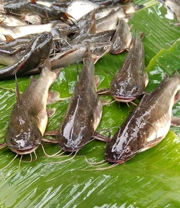 Tangra Fish - 250 Grams