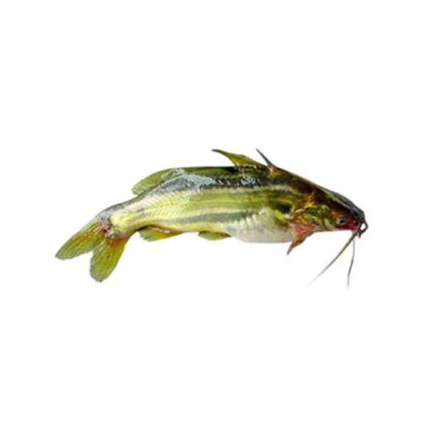Golden Tangra (Janto) - 250 Grams