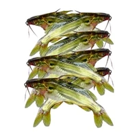 Golden Tangra (Janto) - 250 Grams