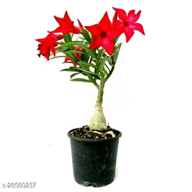 Fancy Indor Plants