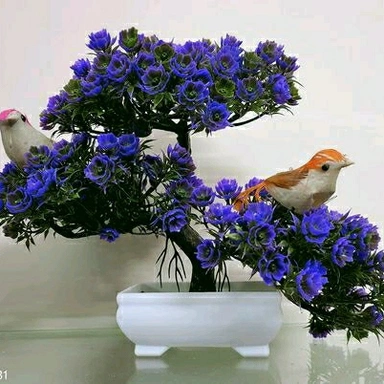 Claay Bonsai Plants