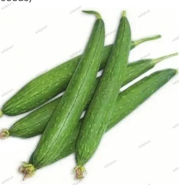 Ridgegourd-Tori-500Gm - 500GM