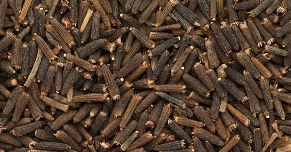 કાળીજીરી- cattle feed ( પશુ આહાર )- 500gm 