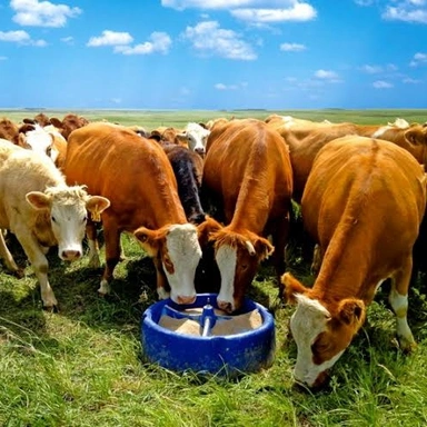 cattle feed ( પશુ આહાર )