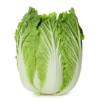 Roman Lettuce 