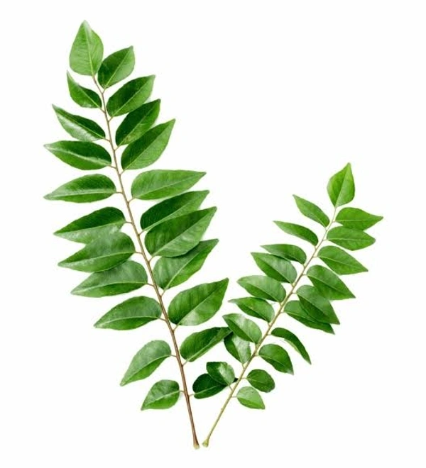 Cury Leaves कड़ी पत्ता 