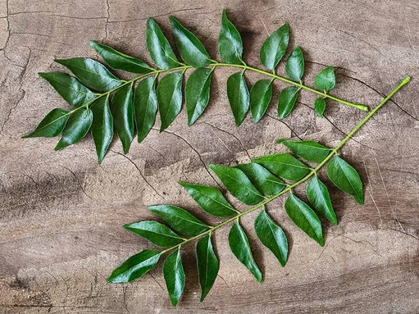 Cury Leaves कड़ी पत्ता 