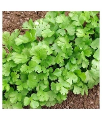 Dhaniya धनिया 250gm