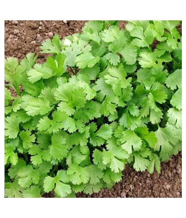 Dhaniya धनिया 250gm