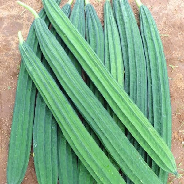 Turai तुरई 250gm