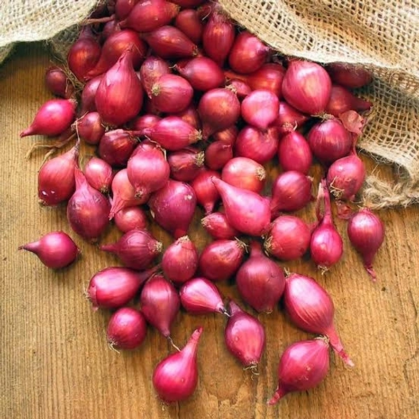 Small Onion सांभर प्याज 1kg