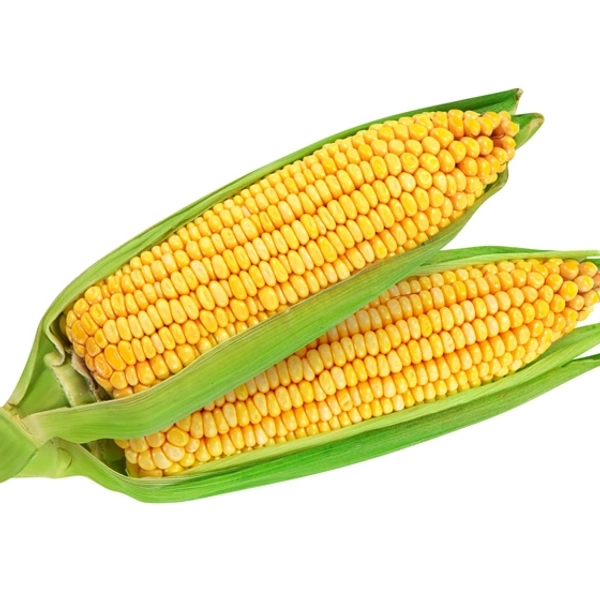 Sweet Corn 