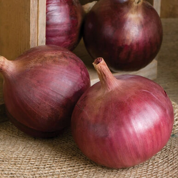 Onion 50kg