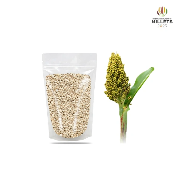 Sorghum / சோளம்