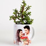 Jade Plant In Personalised Mug White