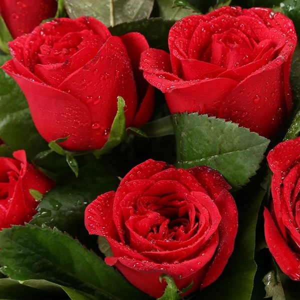 Roses & Chocolate Basket