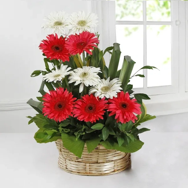 10 Mix Gerberas Basket