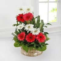 10 Mix Gerberas Basket