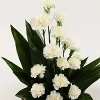 15 White Carnations Basket