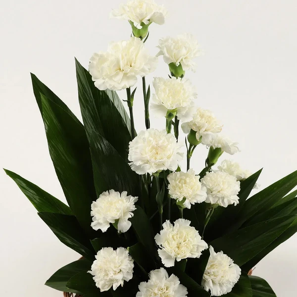 White Carnations Basket