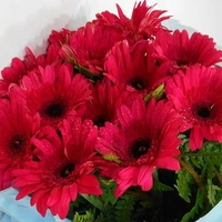 10 Red Gerberas Bouquet