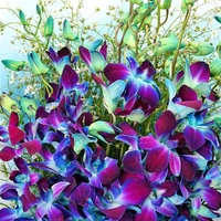10 Blue Orchids Bouquet