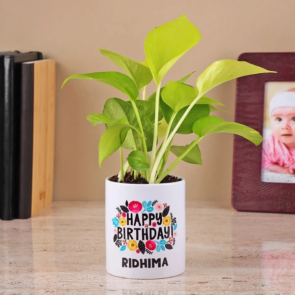 Money Plant in a White Color Ceramic Pot