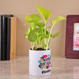 Money Plant in a White Color Ceramic Pot