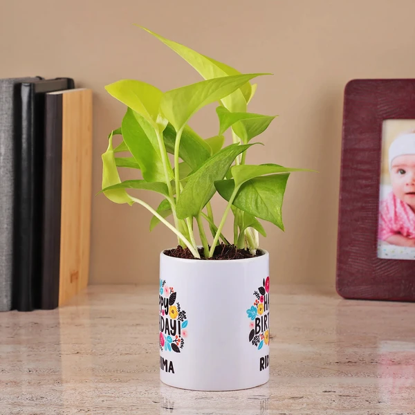 Money Plant in a White Color Ceramic Pot