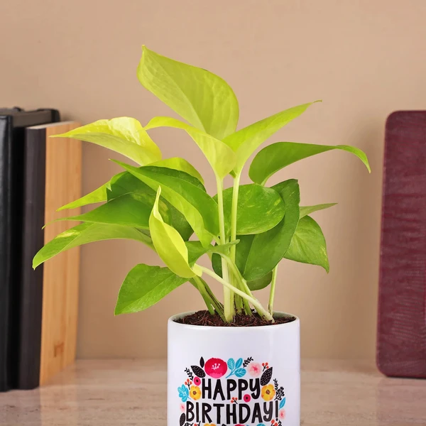 Money Plant in a White Color Ceramic Pot