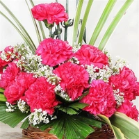 14 Pink Carnations Basket