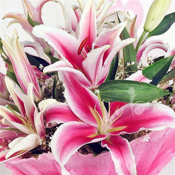 5 Pink Lilies Bouquet