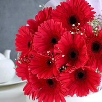 10 Red Gerberas Bouquet