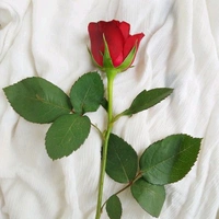 Aromatic Red Rose Combo