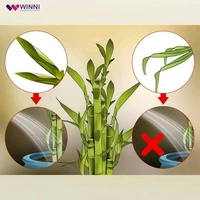 Special Maa Mug With Bamboo Plant