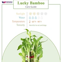 Special Maa Mug With Bamboo Plant