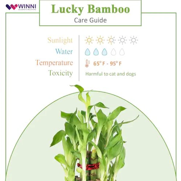 Special Maa Mug With Bamboo Plant