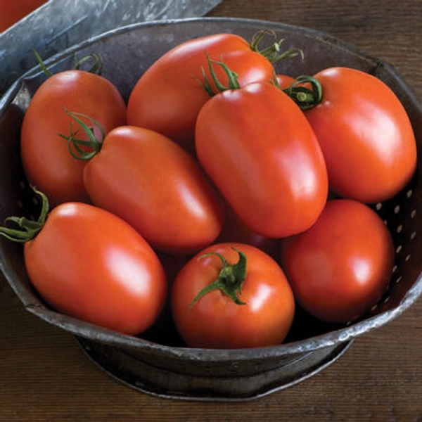 Tomato 