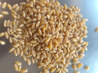 Aashirwad Sortex Clean Shihori Wheat  - 30 Kg
