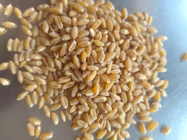 Aashirwad Sortex Clean Shihori Wheat  - 30 Kg